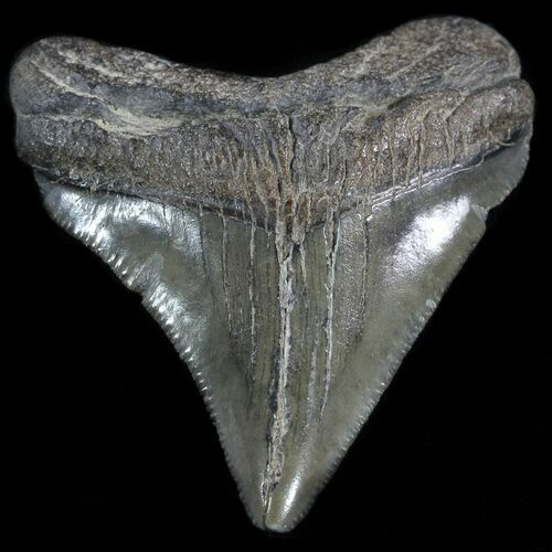 Juvenile Megalodon Tooth - South Carolina #50003